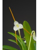 Masdevallia scabrilinguis