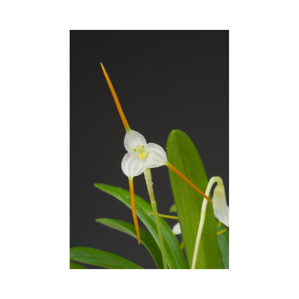 Masdevallia scabrilinguis