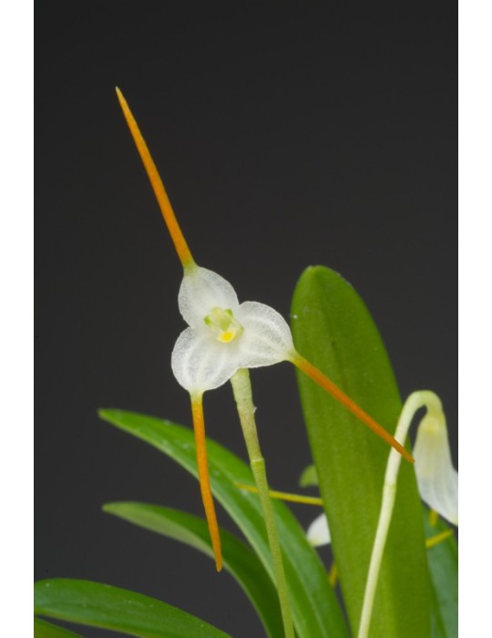 Masdevallia scabrilinguis