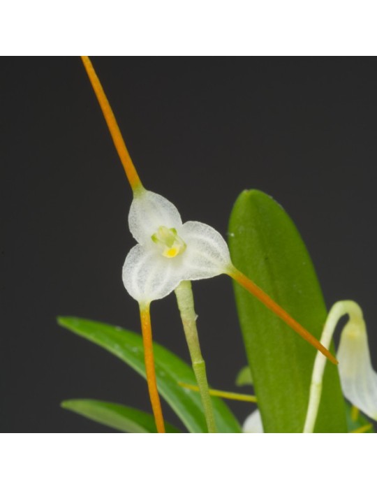 Masdevallia scabrilinguis