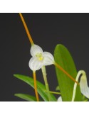 Masdevallia scabrilinguis