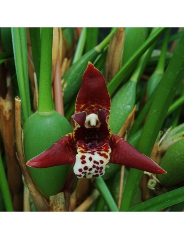 Maxillaria curtipes sur plaque