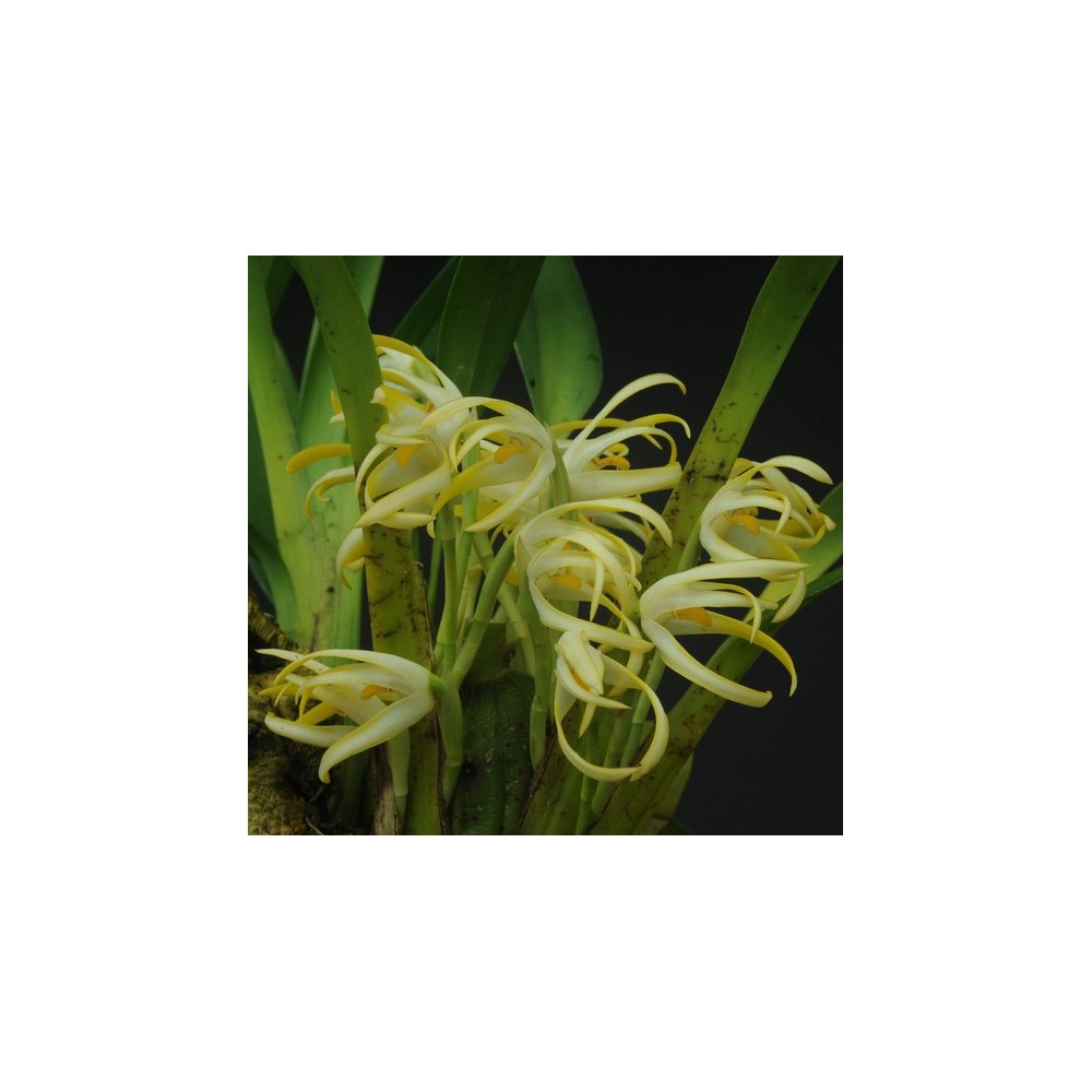 Maxillaria ochroleuca Maxillaria ochroleuca