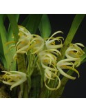 Maxillaria ochroleuca