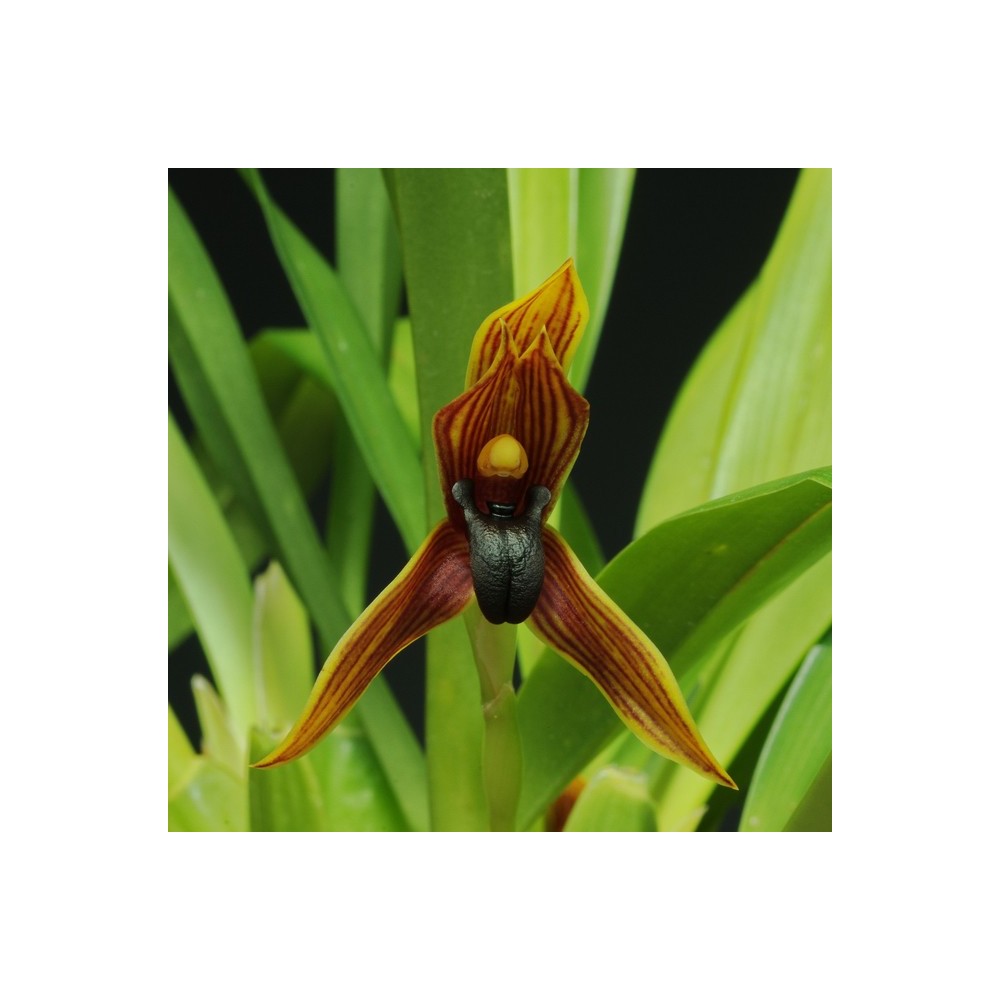 Maxillaria hematoglossa