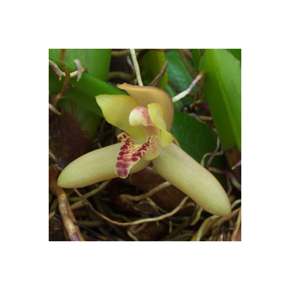 Maxillaria rufescens