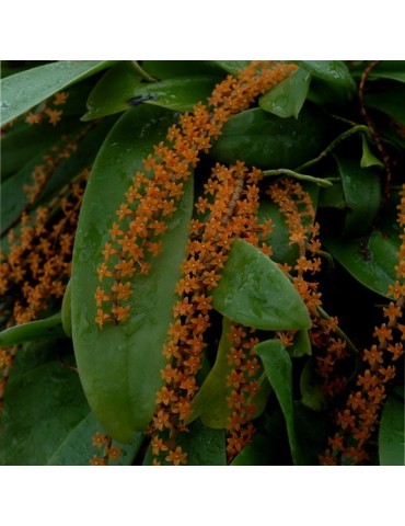 Microterangis hariotiana 2