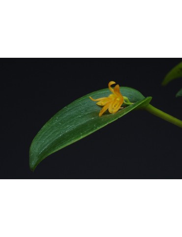 Acianthera luteola 2