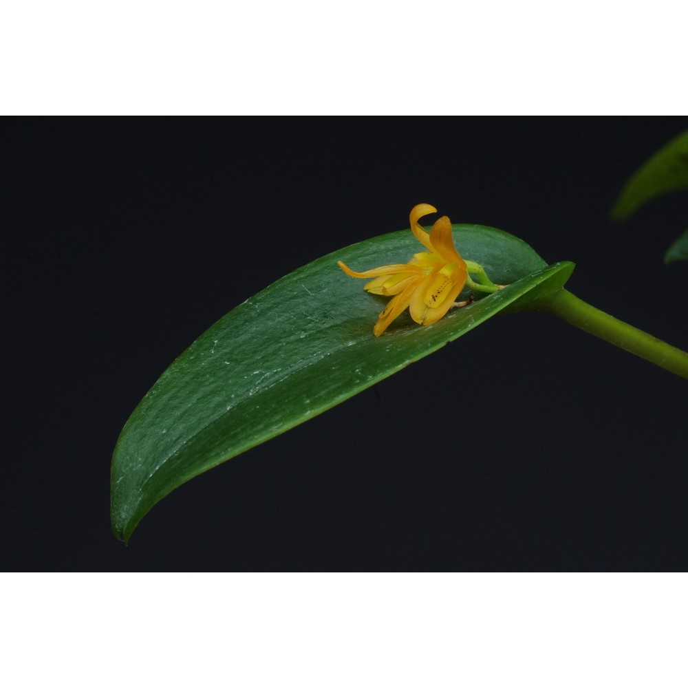 Acianthera luteola