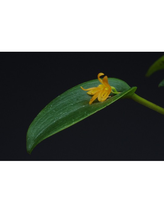Acianthera luteola