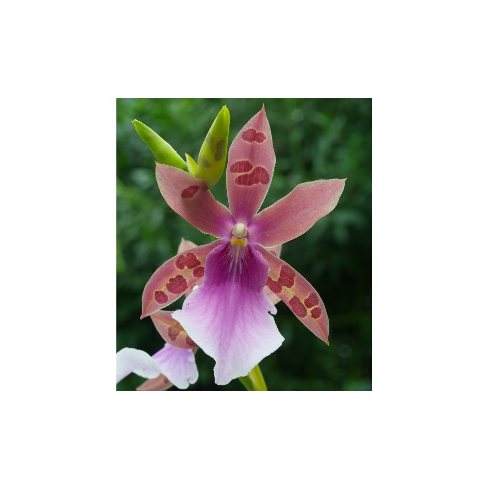 Miltonia Wine Leopard FCA Miltonia Wine Leopard FCA