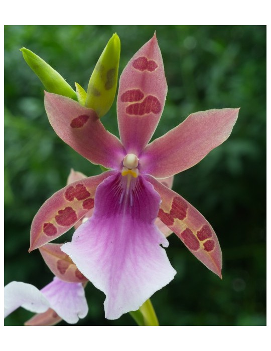 Miltonia Wine Leopard FCA Miltonia Wine Leopard FCA