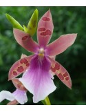 Miltonia Wine Leopard FCA