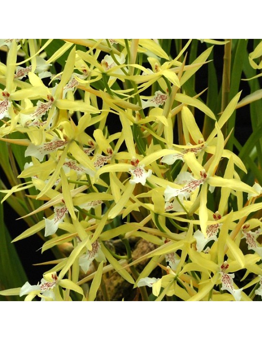 Miltonia flavescens Miltonia flavescens