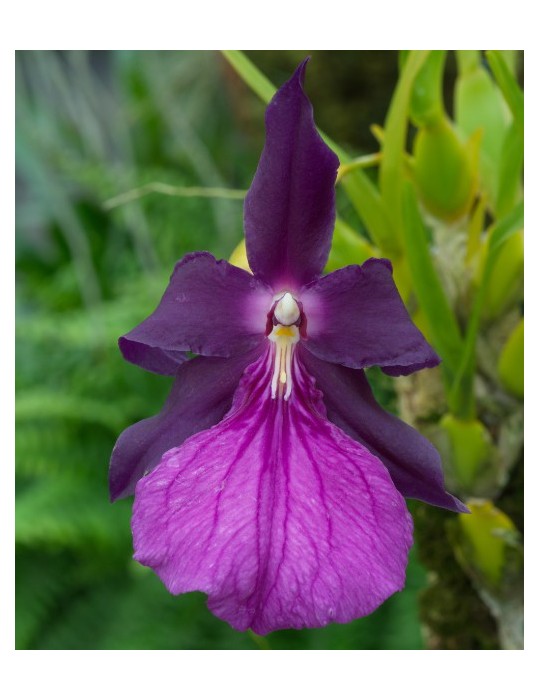 Miltonia moreliana Miltonia moreliana