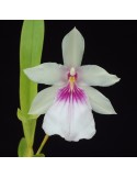 Miltonia spectabilis