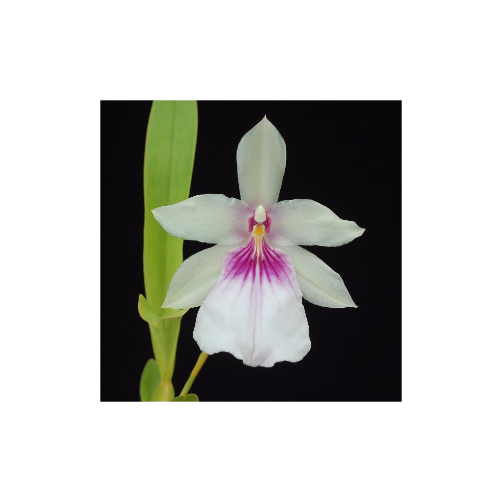 Miltonia spectabilis