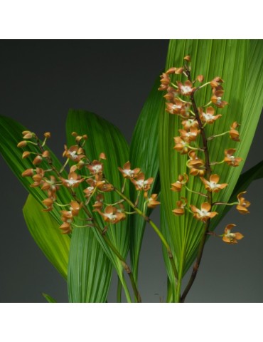 Neomooorea irrorata 2