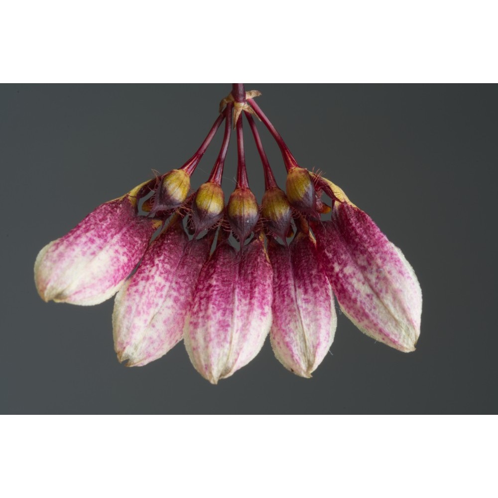 Bulbophyllum flabellum-veneris