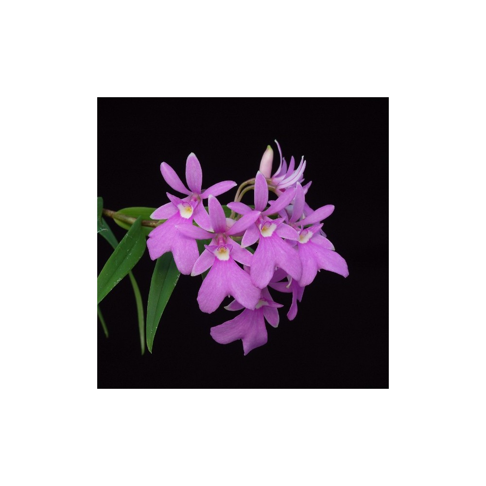 Oerstedella centradenia