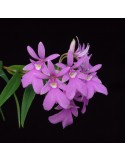 Oerstedella centradenia