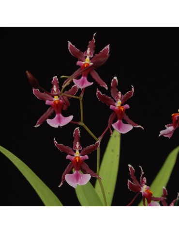 Oncidium Katrin Zoch ‘Mieke’ en sphaigne
