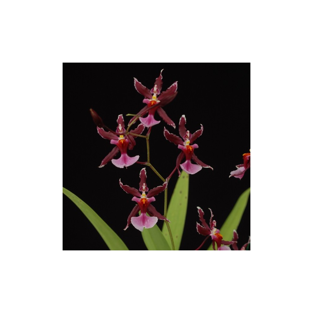 Oncidium Katrin Zoch ‘Mieke’