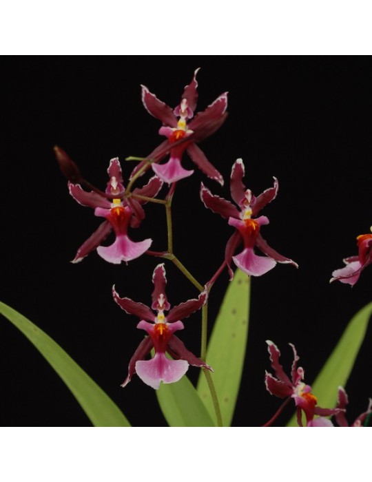 Oncidium Katrin Zoch ‘Mieke’