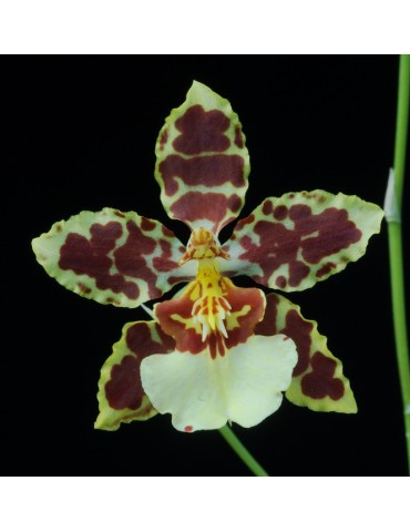 Oncidium Sans Chichis