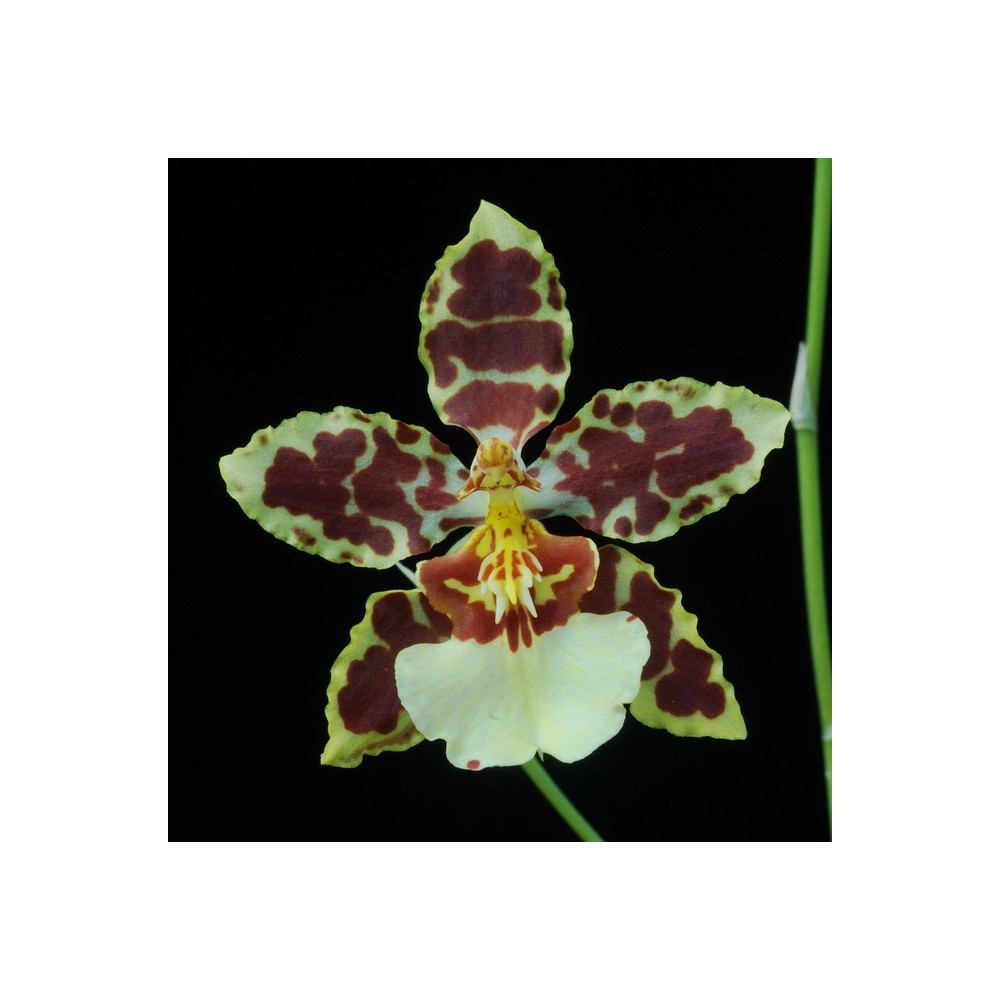 Oncidium Sans Chichis