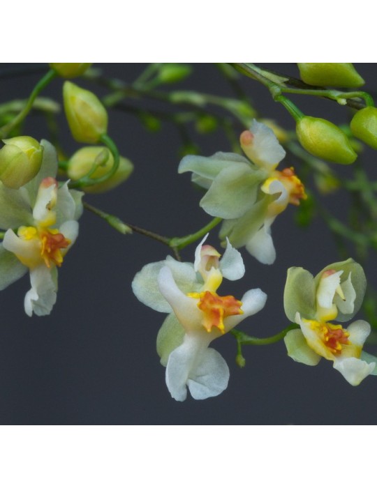 Oncidium Twinkle ‘Jaune’ Oncidium Twinkle ‘Jaune’