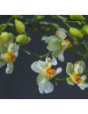 Oncidium Twinkle ‘Jaune’