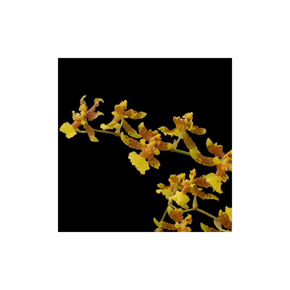 Oncidium sphacelatum