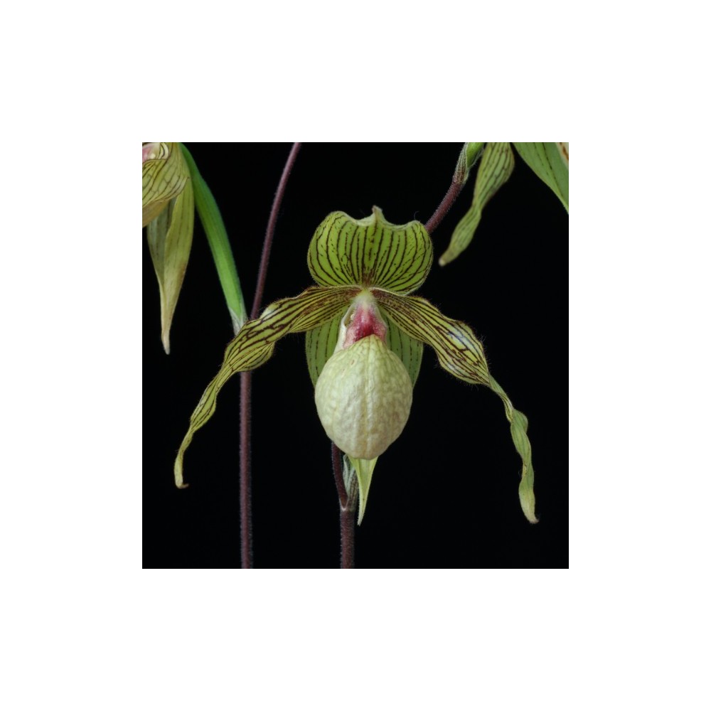 Paphiopedilum Harold Koopovitz