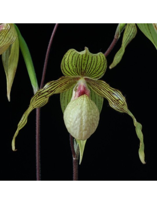 Paphiopedilum Harold Koopovitz