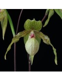 Paphiopedilum Harold Koopovitz