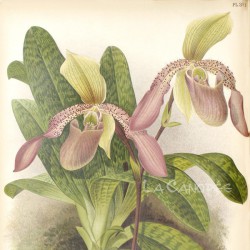 Paphiopedilum Macropterum