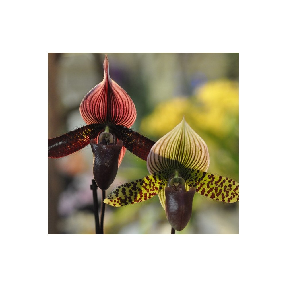 Paphiopedilum Myrtille et Framboise