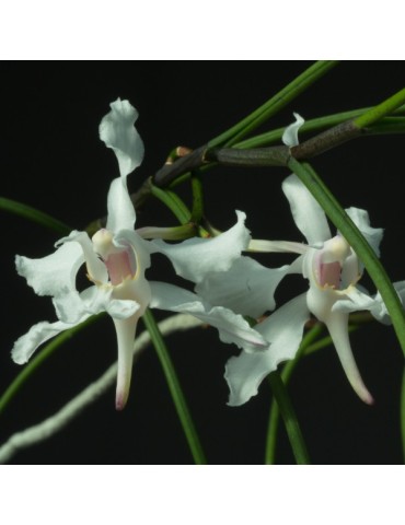 Papilionanthe vandarum 2