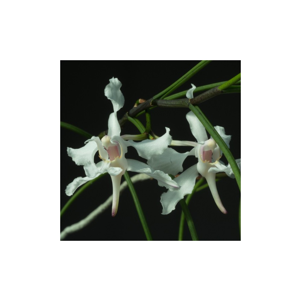 Papilionanthe vandarum