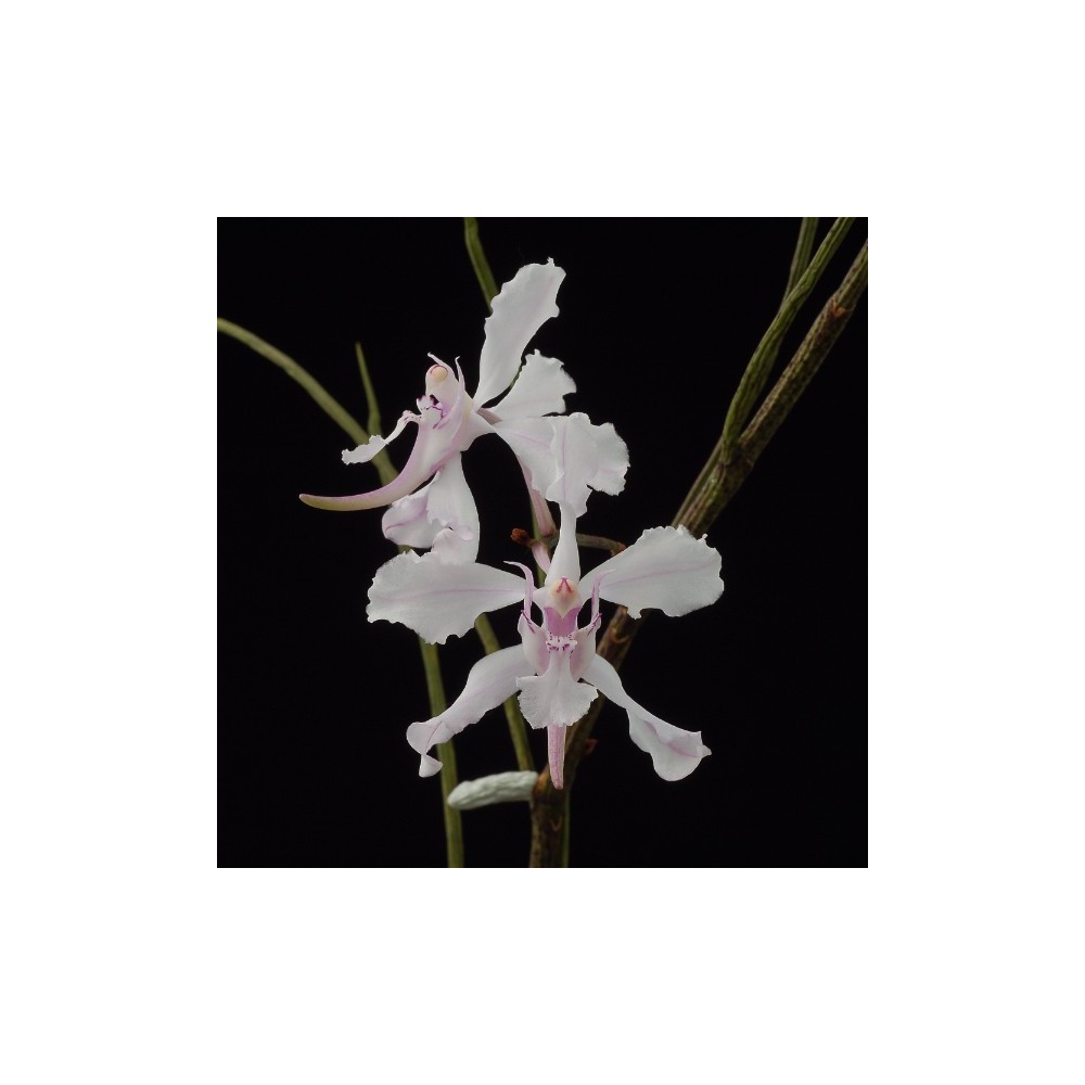 Papilionanthe vandarum