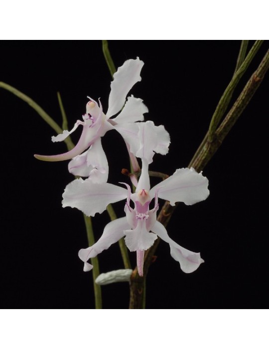 Papilionanthe vandarum