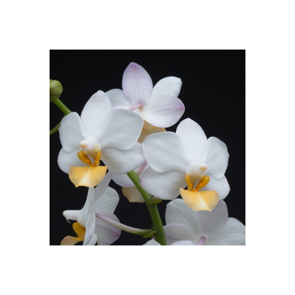 Phalaenopsis Liu’s Triprince