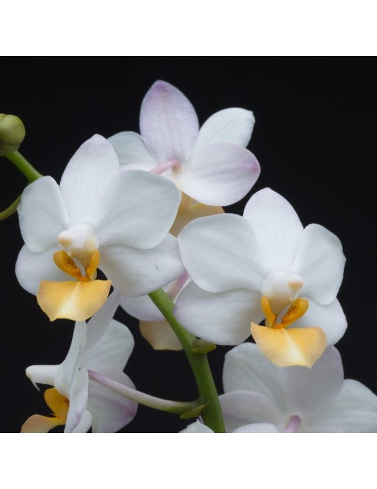 Phalaenopsis Liu’s Triprince