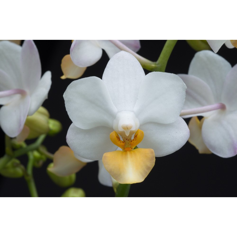 Phalaenopsis Liu’s Triprince