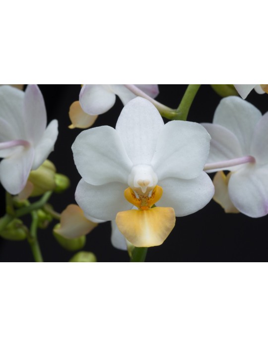 Phalaenopsis Liu’s Triprince
