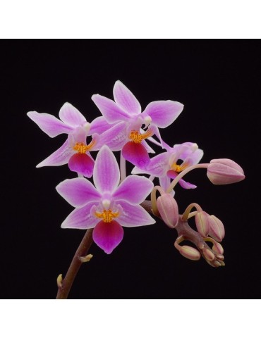 Phalaenopsis equestris