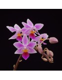 Phalaenopsis equestris