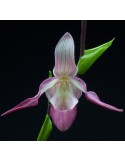 Phragmipedium Lemoinierianum