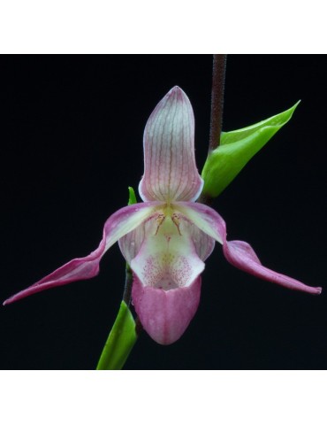 Phragmipedium Lemoinierianum